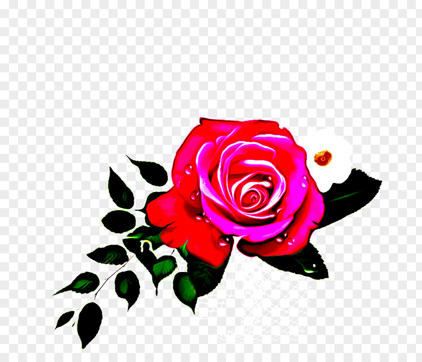Floribunda Rose Order Garden Roses PNG