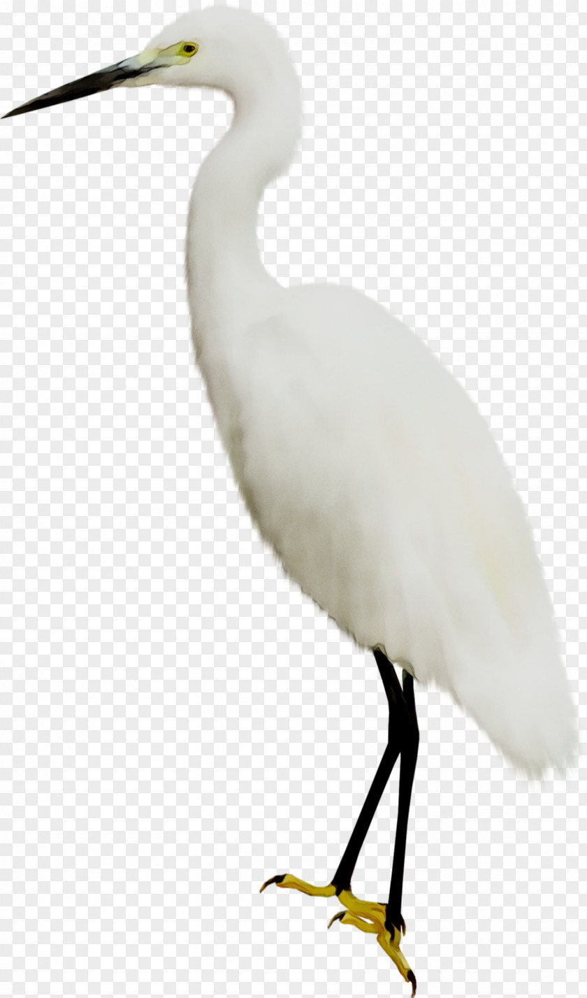 Great Egret White Stork Heron Bird Ibis PNG