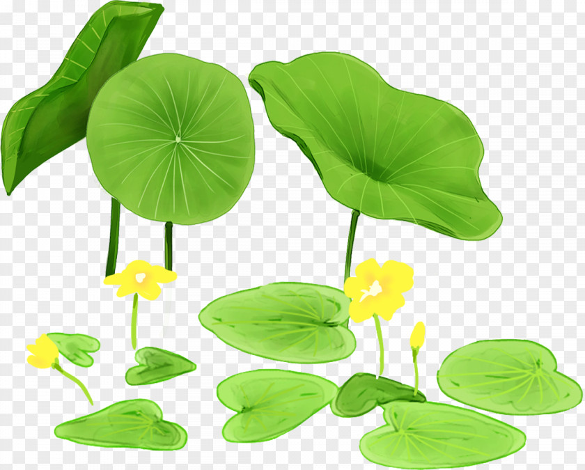 Lotus Leaf Nelumbo Nucifera Icon PNG