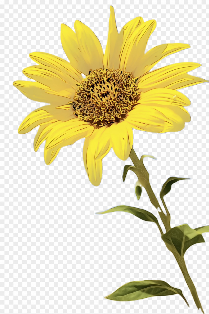 Perennial Plant Gerbera Flowers Background PNG