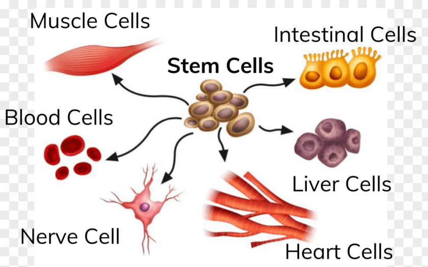 Adult Stem Cell Stem-cell Therapy Induced Pluripotent PNG