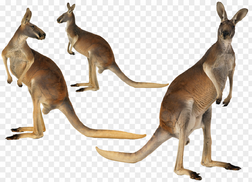 Australian Kangaroo Island Australian-English, English-Australian Red PNG