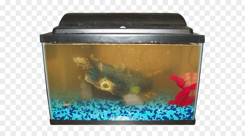 Fish Siamese Fighting Heater Aquarium Filters PNG