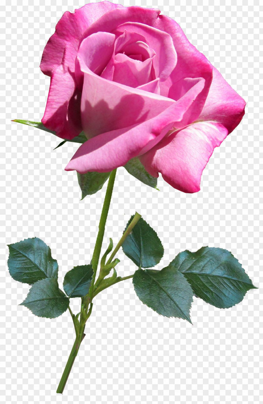 Flower Garden Roses Centifolia Love PNG