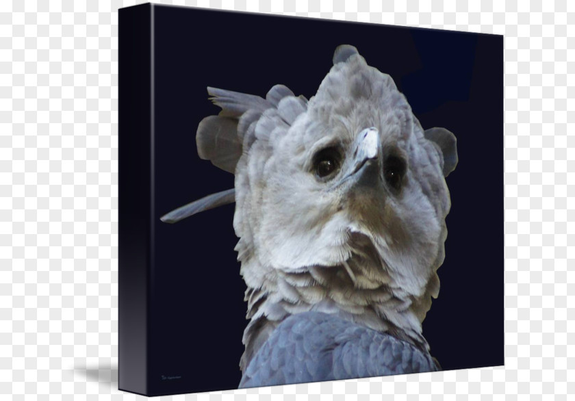 Harpy Eagle Sculpture Snout PNG