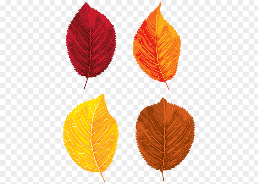 Leaf Clip Art PNG