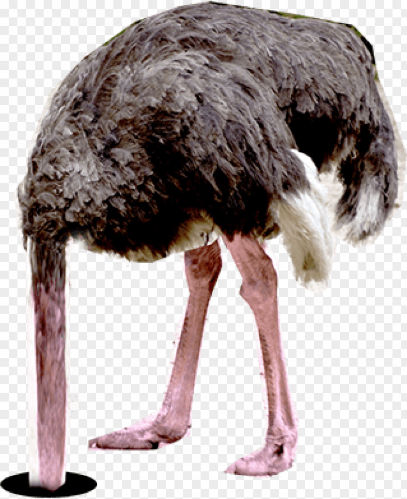 Common Ostrich Effect Emu Letter PNG