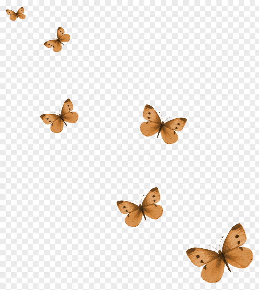 Dry Butterfly Picture Material Clip Art PNG