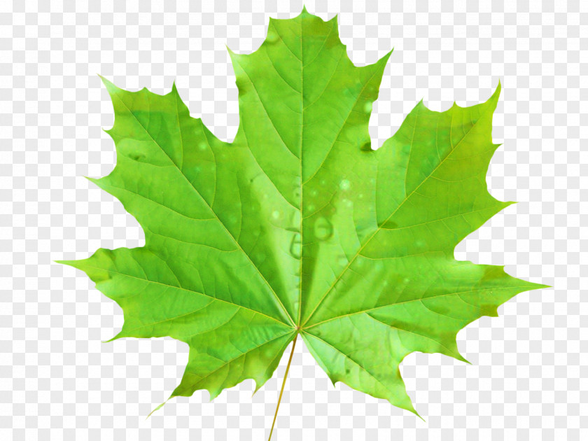 Maple Leaf Vector Graphics Clip Art Green PNG