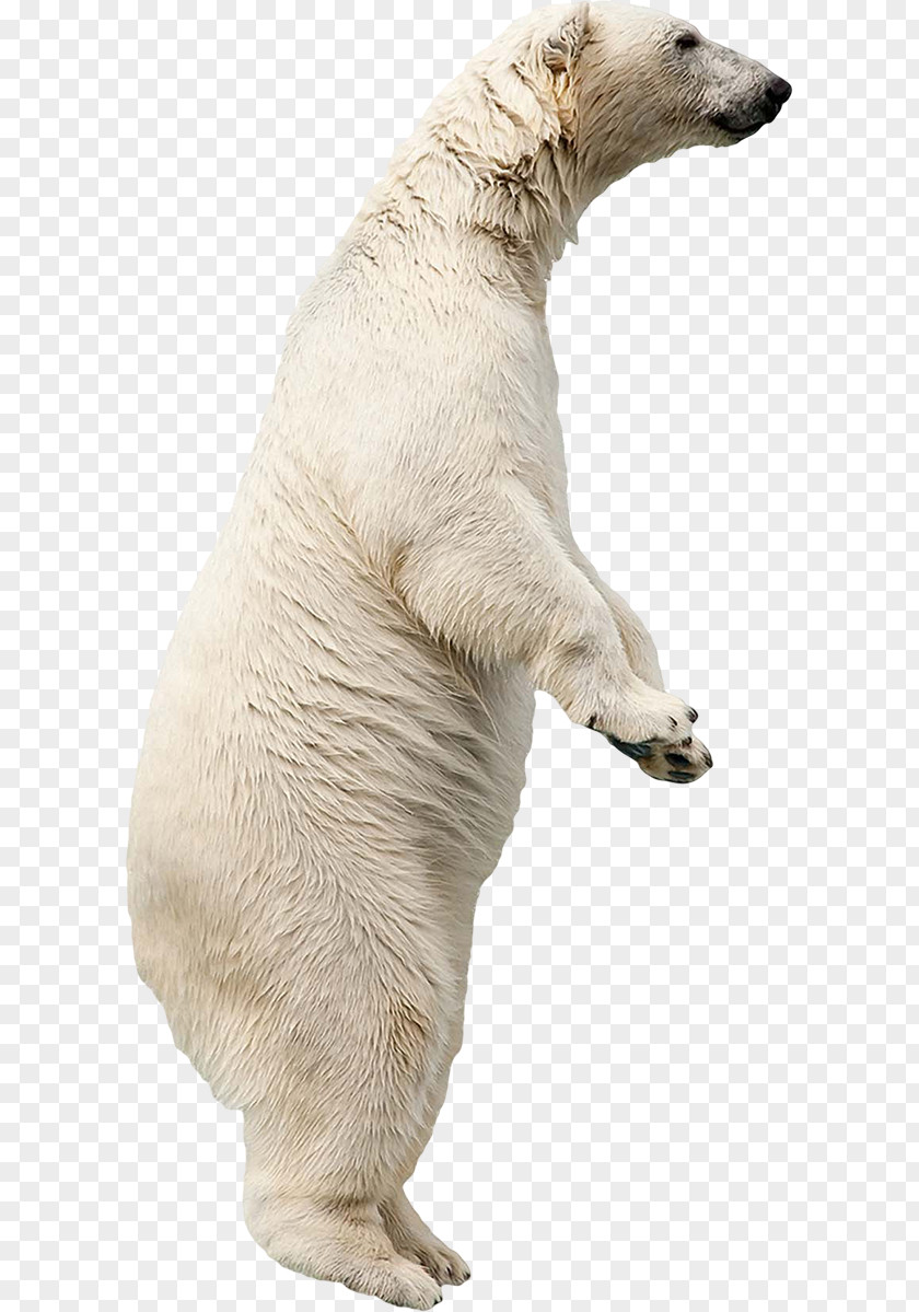 Polar Bear Dog Breed Fond Blanc PNG