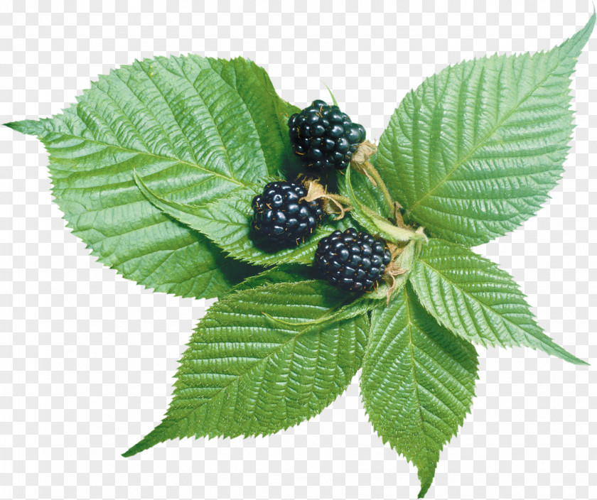 Raspberry Blackberry Frutti Di Bosco Fruit Clip Art PNG