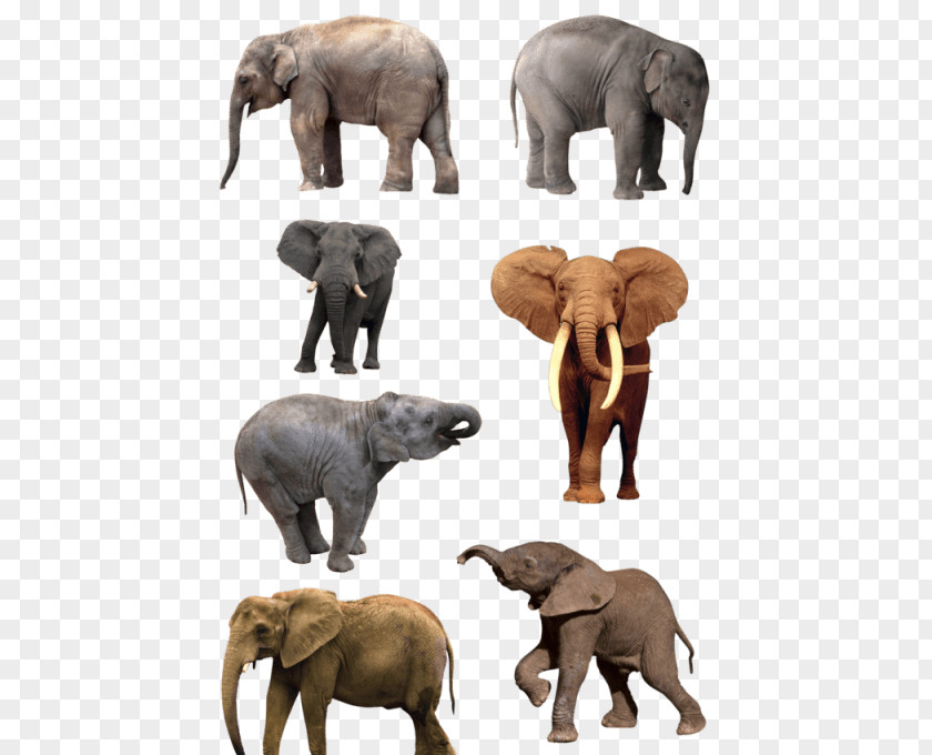 Elephant The Elephants Image Drawing PNG