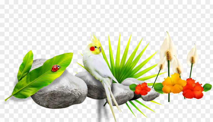 Parrot Download PNG