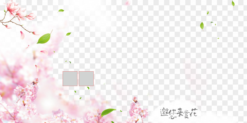 Pink Peach Blossom Background Petal Flower PNG