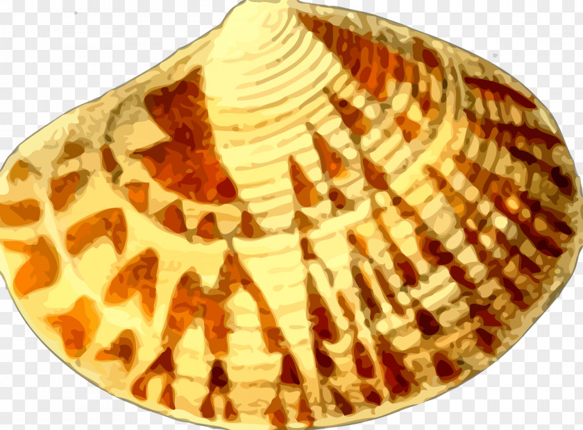 Shell Seashell Cockle Nautilidae Clip Art PNG