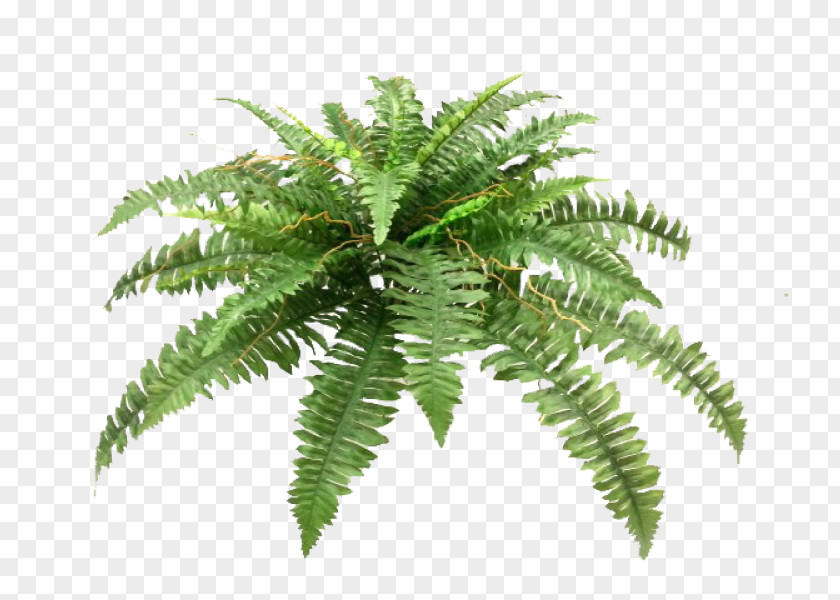 Boston Fern Sword Plant Flower Bouquet Wedding PNG