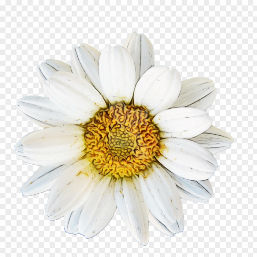 Chamomile Homo Utopicus Oxeye Daisy Blume Bild PNG