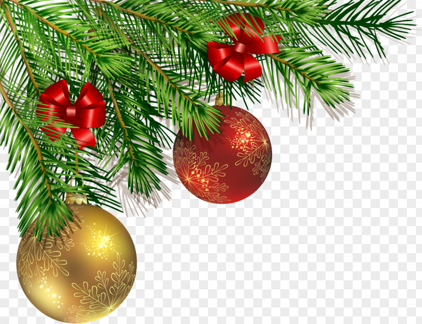 Christmas Woody Plant Tree PNG