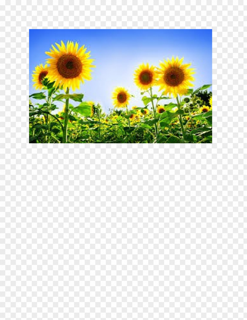 Common Sunflower Desktop Wallpaper Display Resolution 1080p PNG