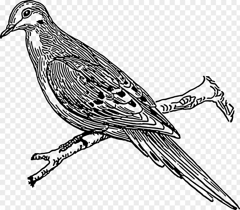 Pigeon Clipart Columbidae Drawing Clip Art PNG