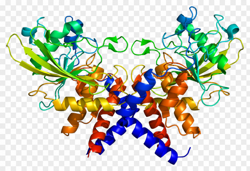 Replication Protein A3 Single-stranded Binding A1 PNG