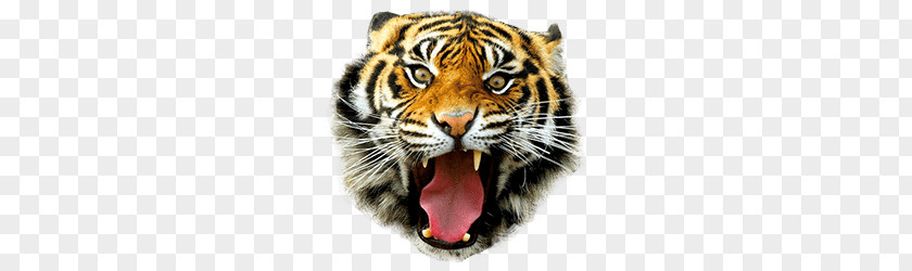 Tiger Mask PNG Mask, tiger head clipart PNG