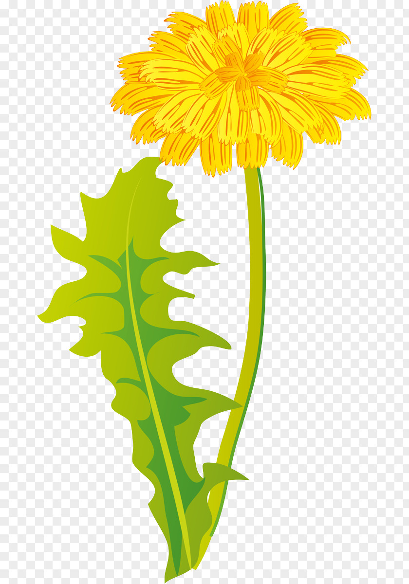 Daisy Family Cut Flowers Sunflower PNG