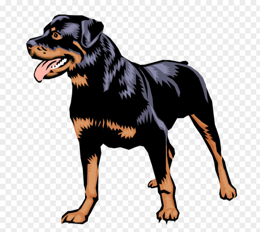 Dog Rottweiler Working Companion PNG