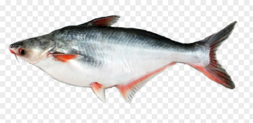 Fish Iridescent Shark Basa Fillet Food PNG