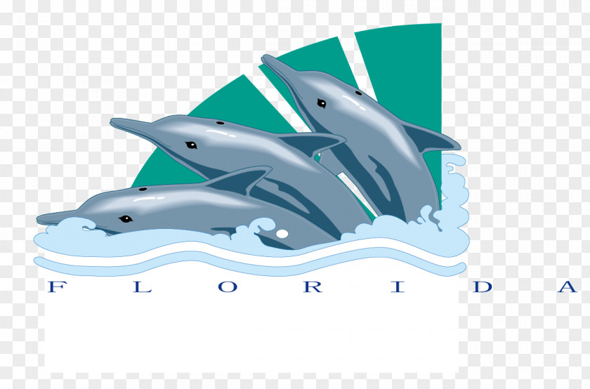 Free To Pull The Material Dolphin Pictures Common Bottlenose PNG