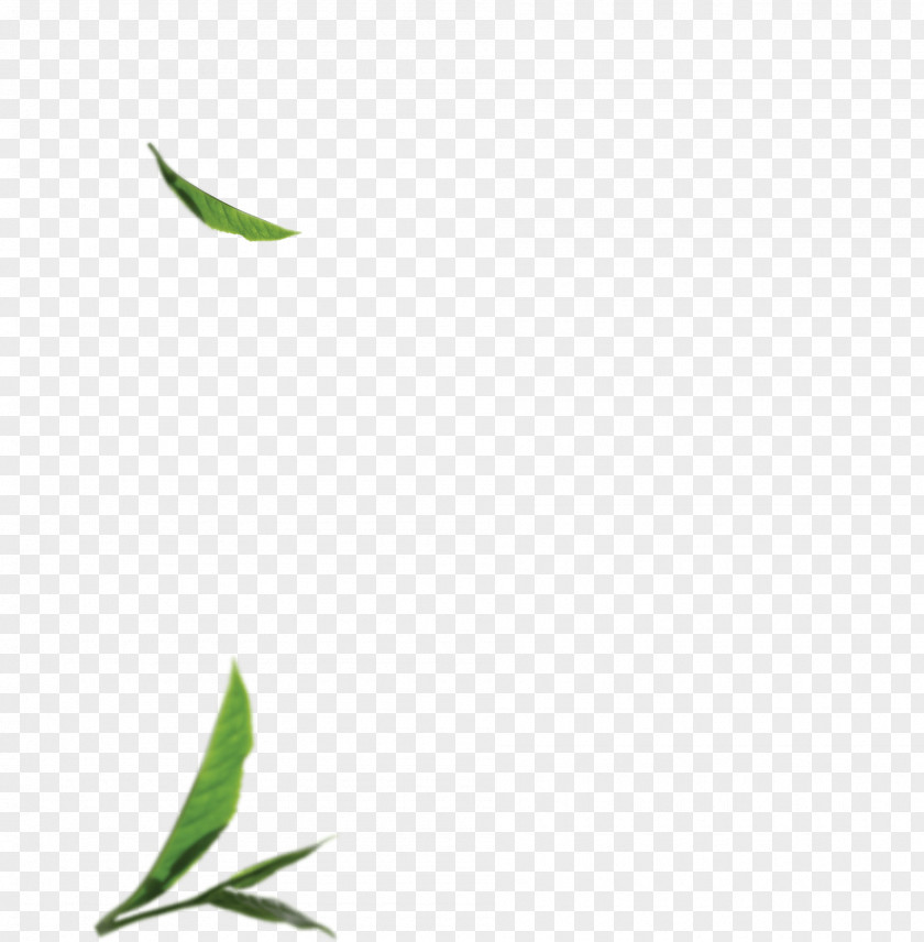 Matcha Leaves Twig Green Graphics Plant Stem Leaf PNG