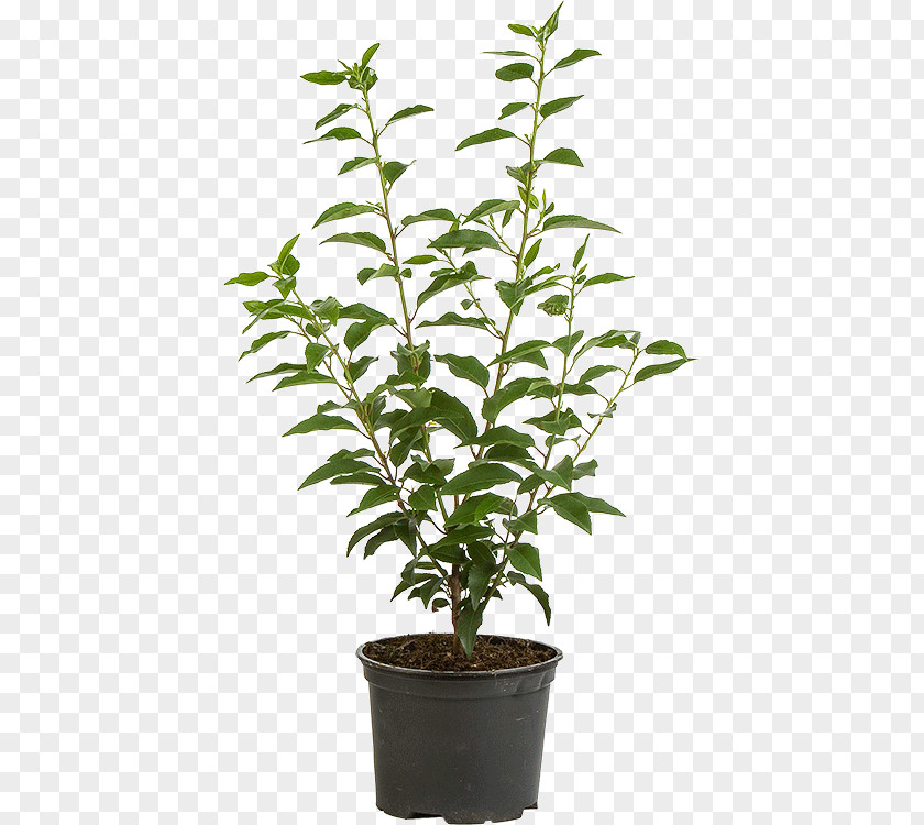 Prunus Laurocerasus Portuguese Laurel Flowerpot Cherry Branch Evergreen PNG