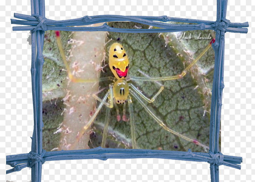 Spider Armed Spiders Hawaii Theridion Grallator Huntsman PNG