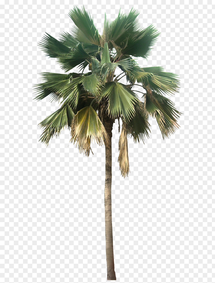 Transparent Palm Tree Great Looking Desert Plants Image Washingtonia Robusta Filifera Pritchardia Pacifica Arecaceae PNG