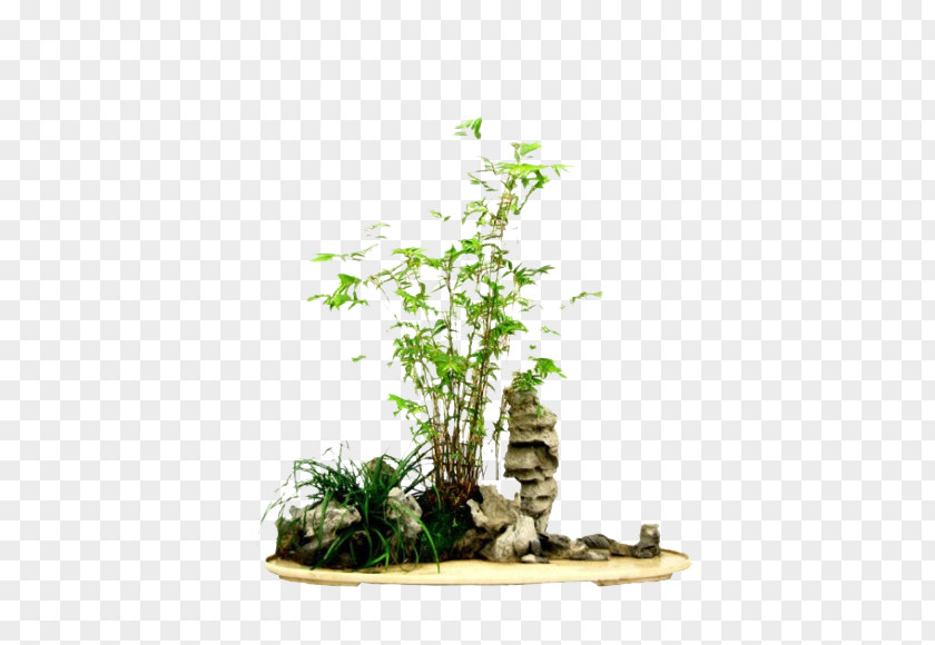 Apology Bonsai Bamboo Penjing Flowerpot Tree PNG