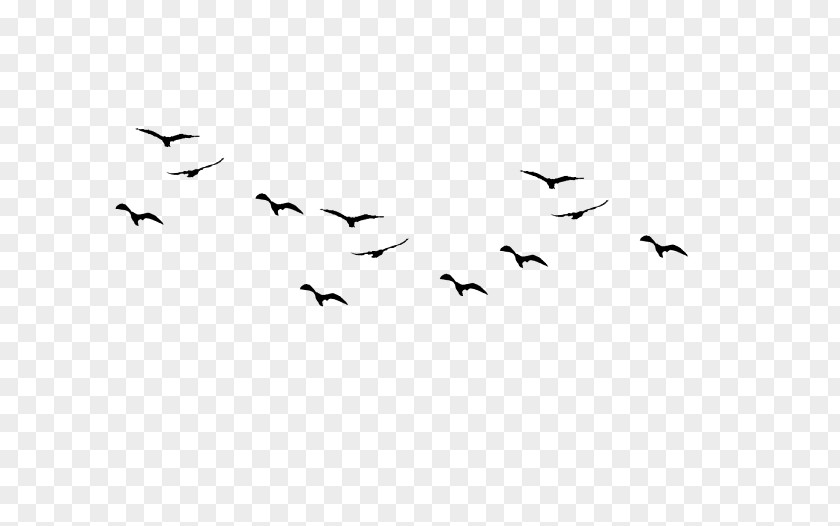 Bird Flock Clip Art PNG