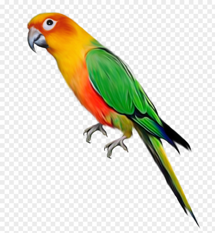 Color Parrot Decorative Pattern Bird Clip Art PNG