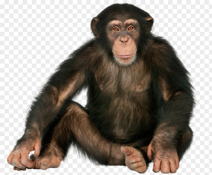 Gorilla Monkey Ape Image PNG