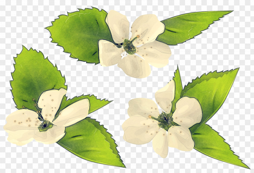 Impatiens Magnolia Artificial Flower PNG