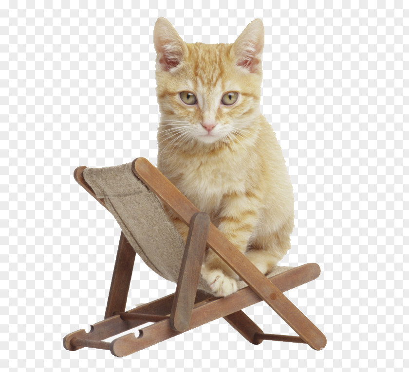Kitten British Shorthair Desktop Wallpaper Pet Sitting Animal PNG