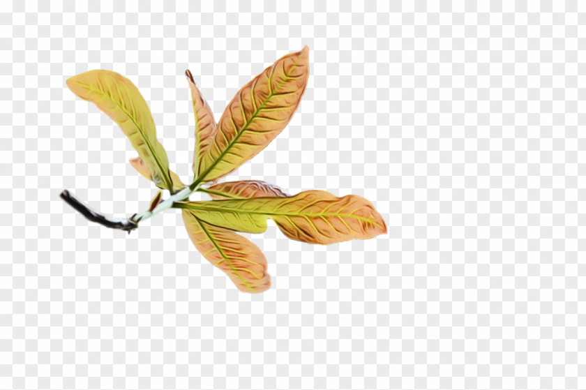 Leaf Tree Twig Plants Science PNG