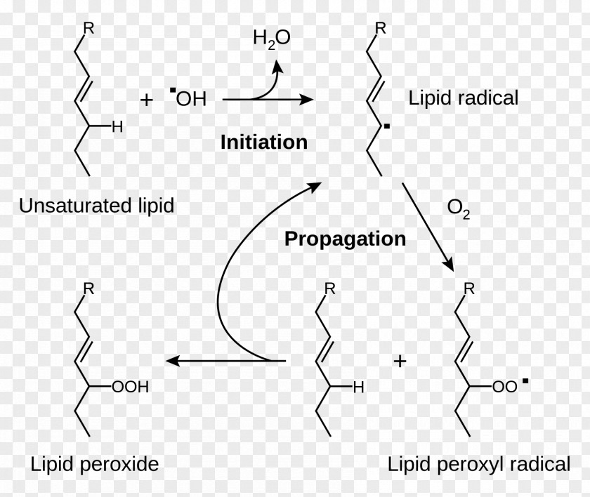 Lipid Peroxidation Rancidification Redox Radical PNG