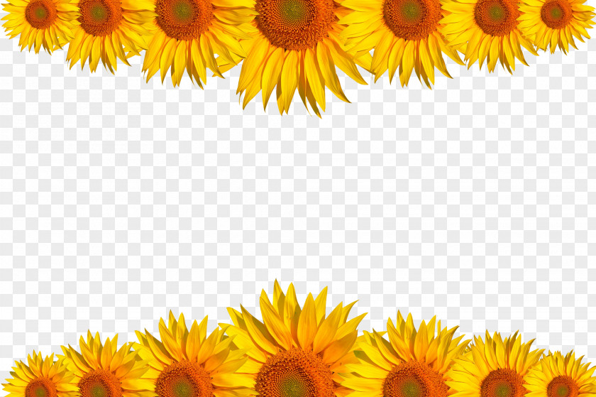 Sunflower,background Common Sunflower Download Computer File PNG
