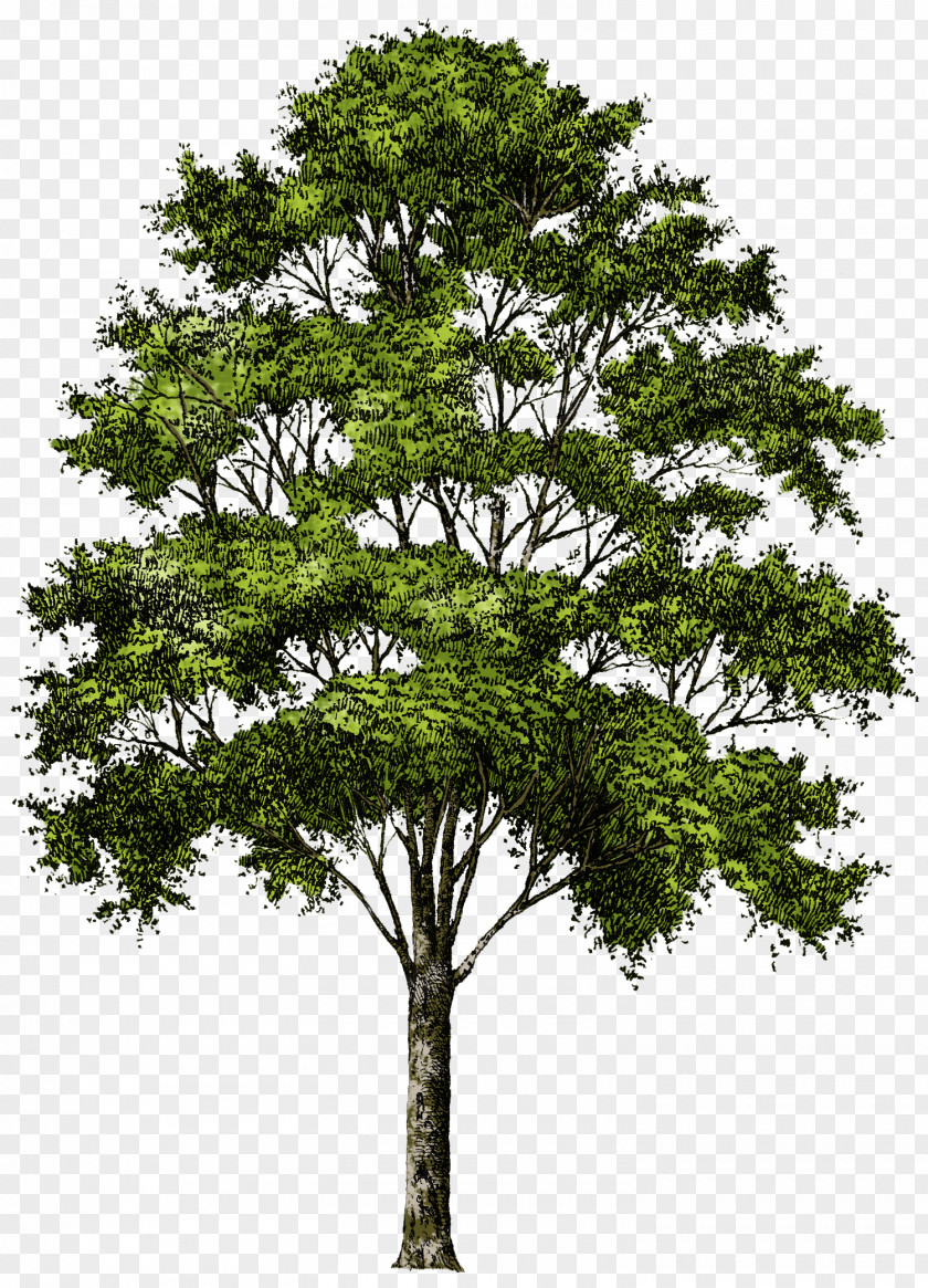 Tree Image, Free Download, Picture Populus Nigra Clip Art PNG