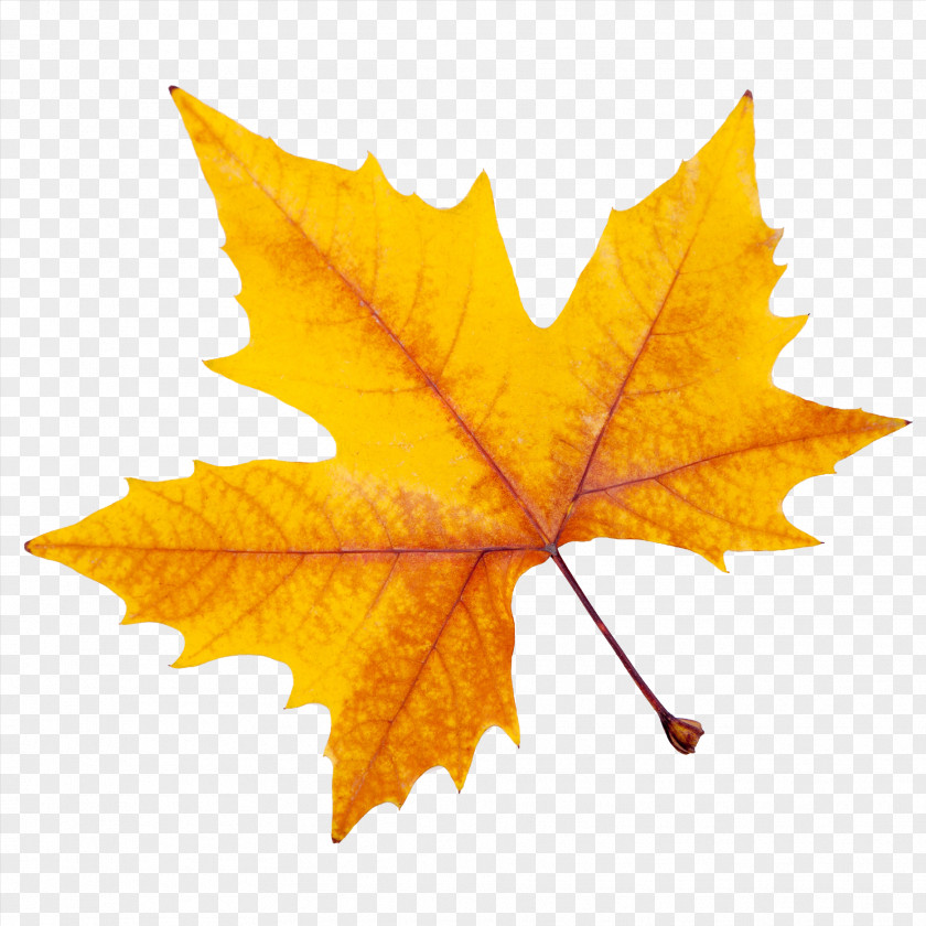 A Maple Leaf PNG maple leaf clipart PNG