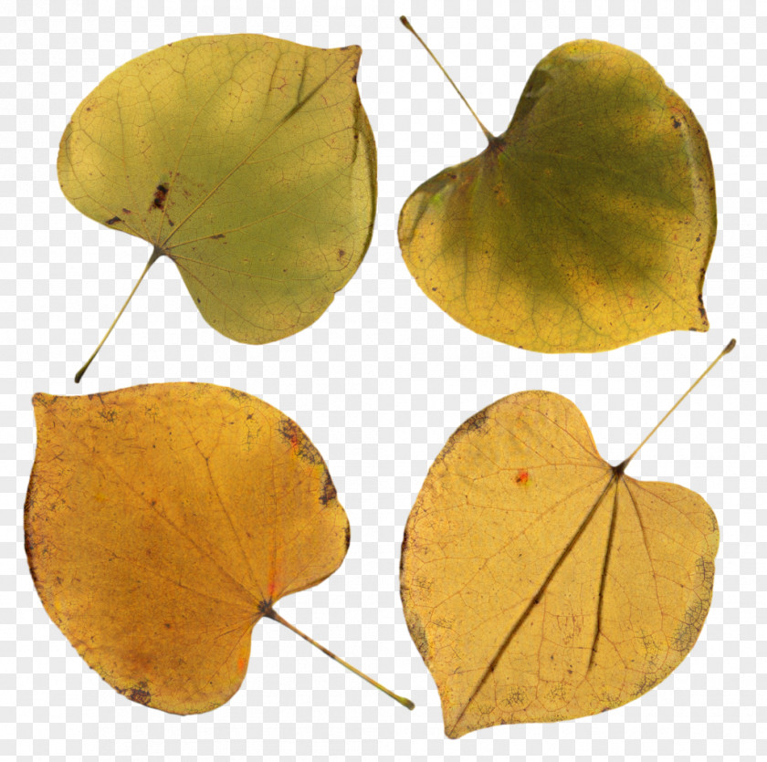 Flower Plant Pathology Autumn Maple PNG
