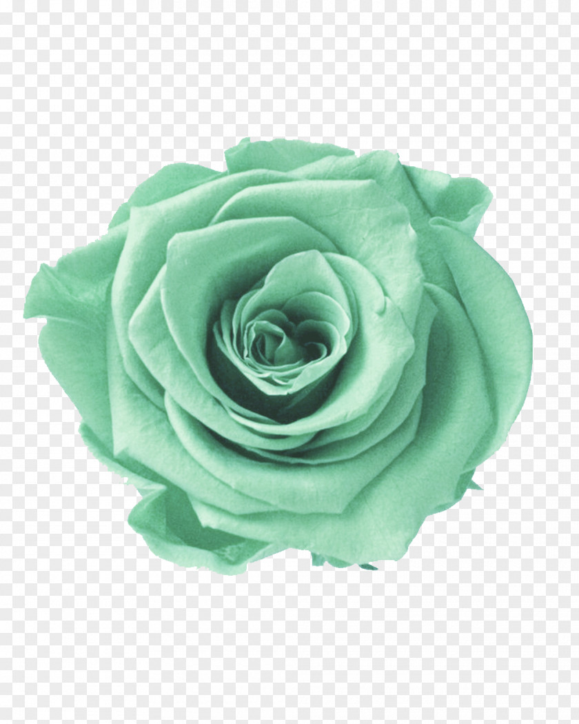 Petal Plant Garden Roses PNG