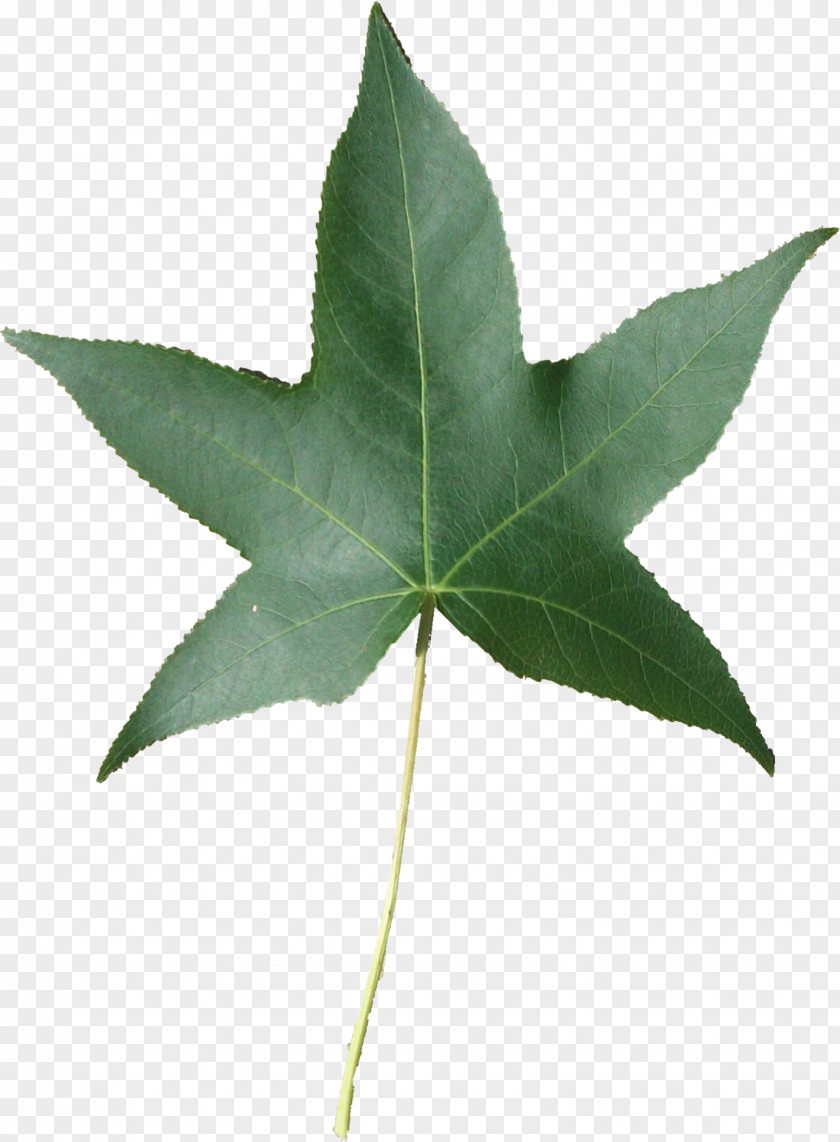 Speech Therapy Leaf Plant Stem Tree PNG