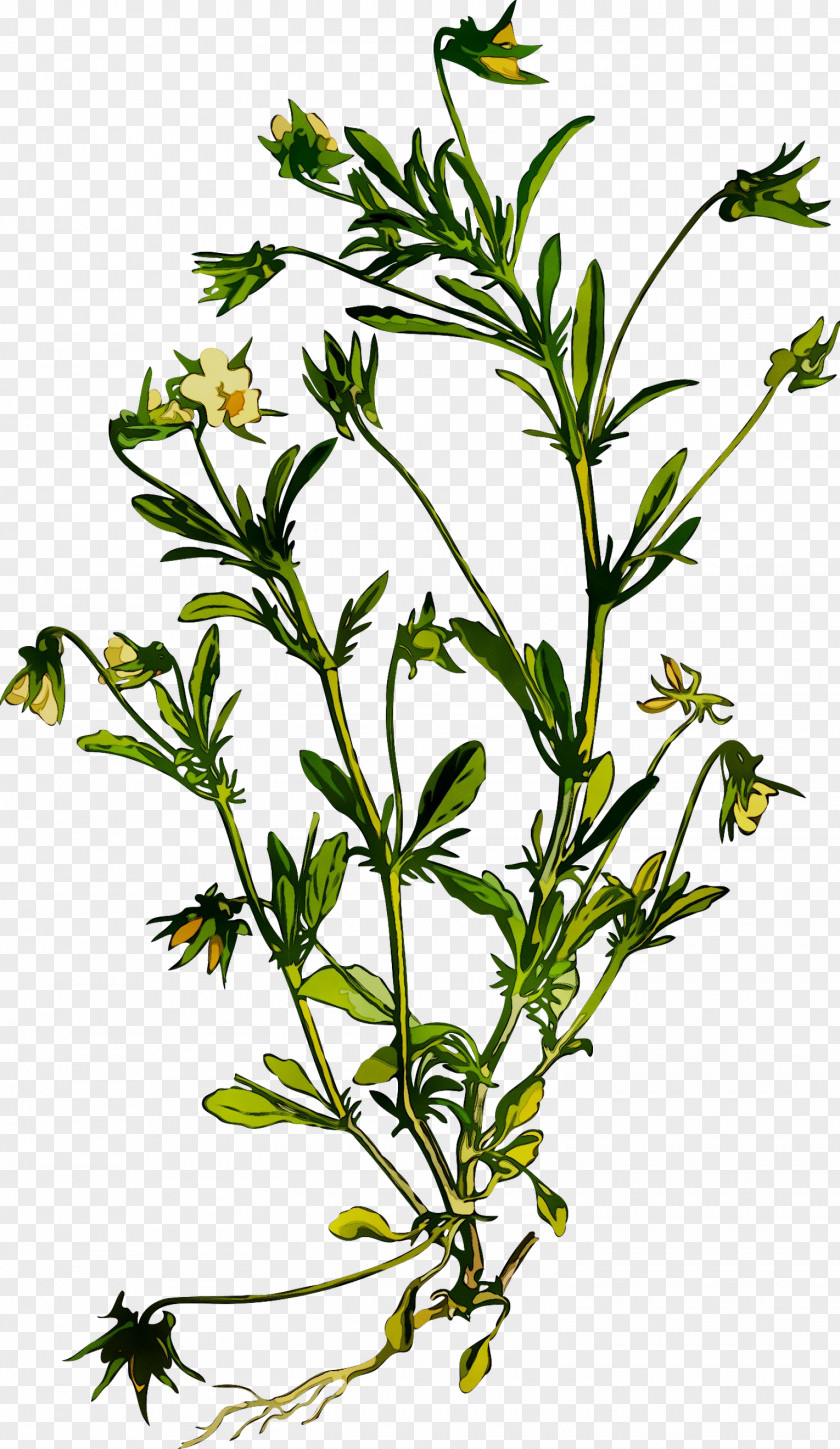 Summer Savory Herbalism Herbaceous Plant Stem PNG