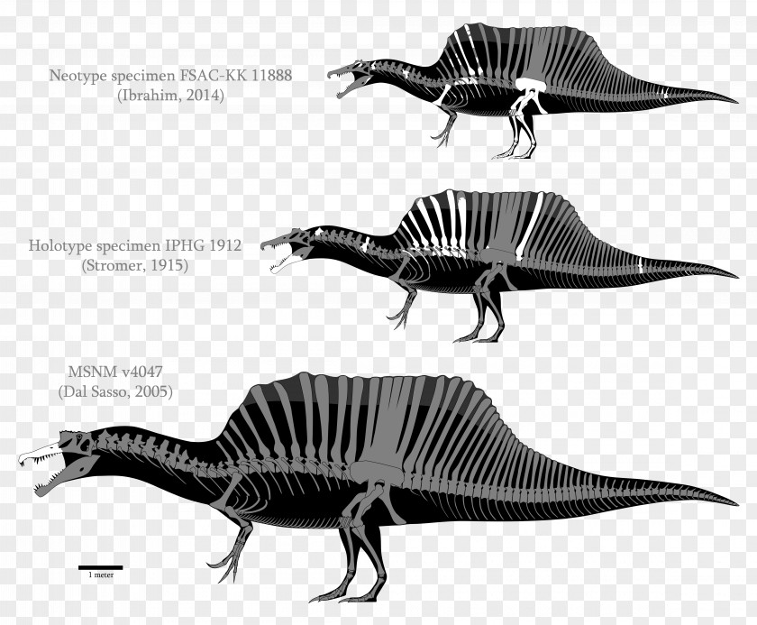 Dinosaur Spinosaurus Tyrannosaurus Baryonyx Irritator Compsognathus PNG